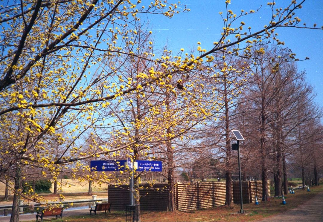 KONICA C35 ブラック　整備品、テスト撮影済み　361457