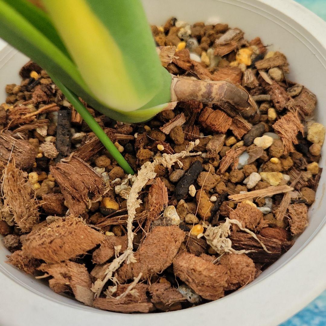 斑入りモンステラ　グリーンオングリーンデリシオーサ