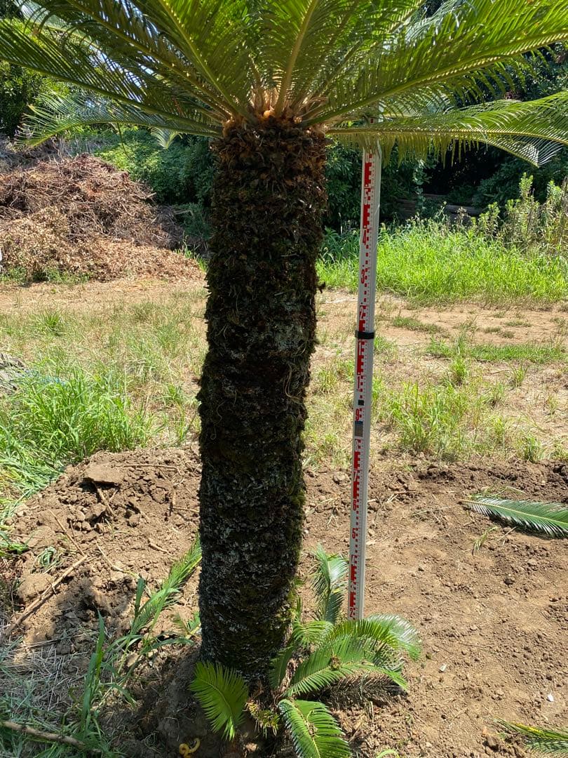 蘇轍　ソテツ　幹高1700引き取り限定