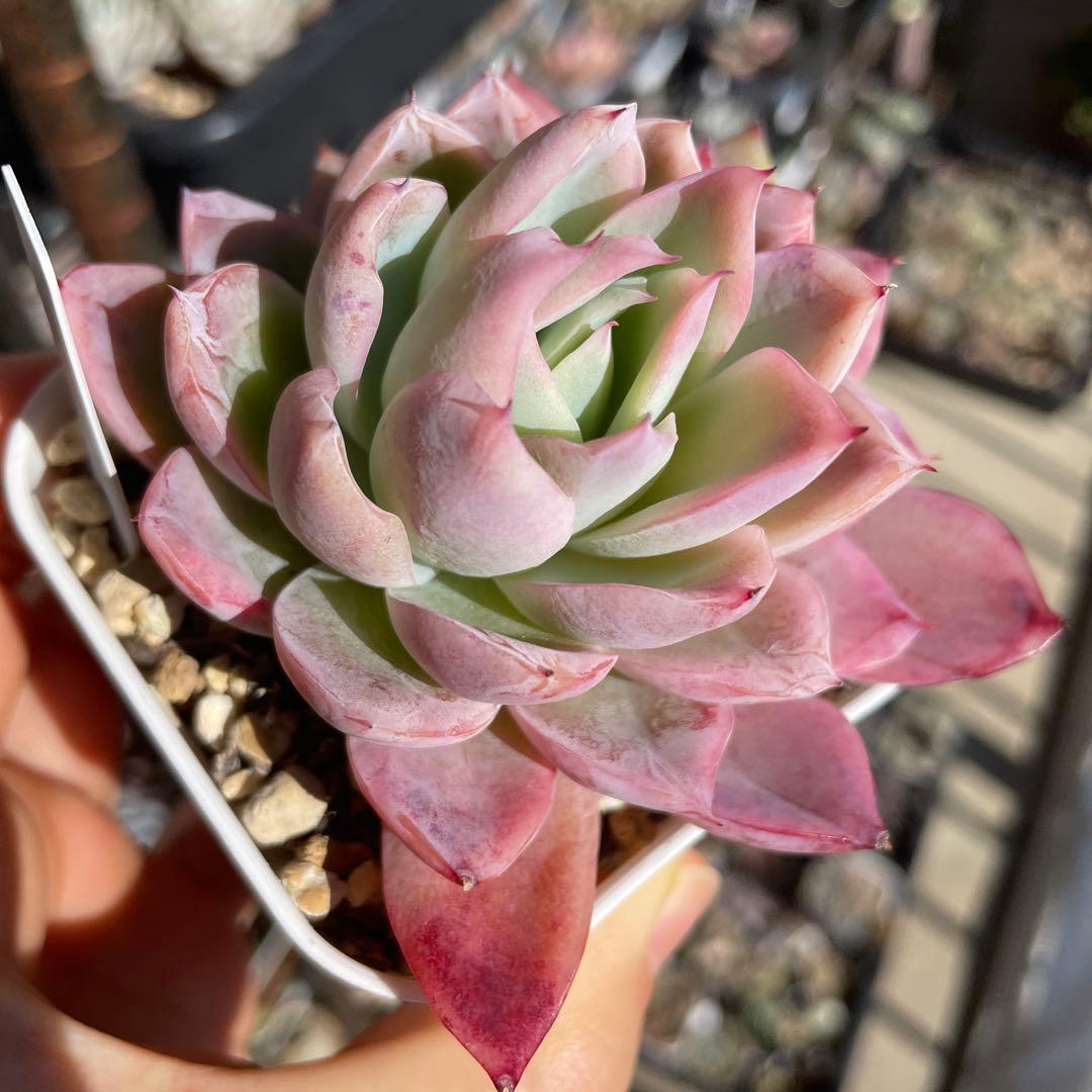 多肉植物エケベリア　ラズベリーアイス　抜き苗