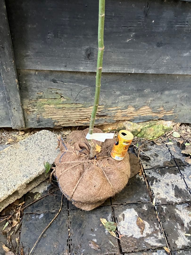 101 山採り　ヤマモミジ