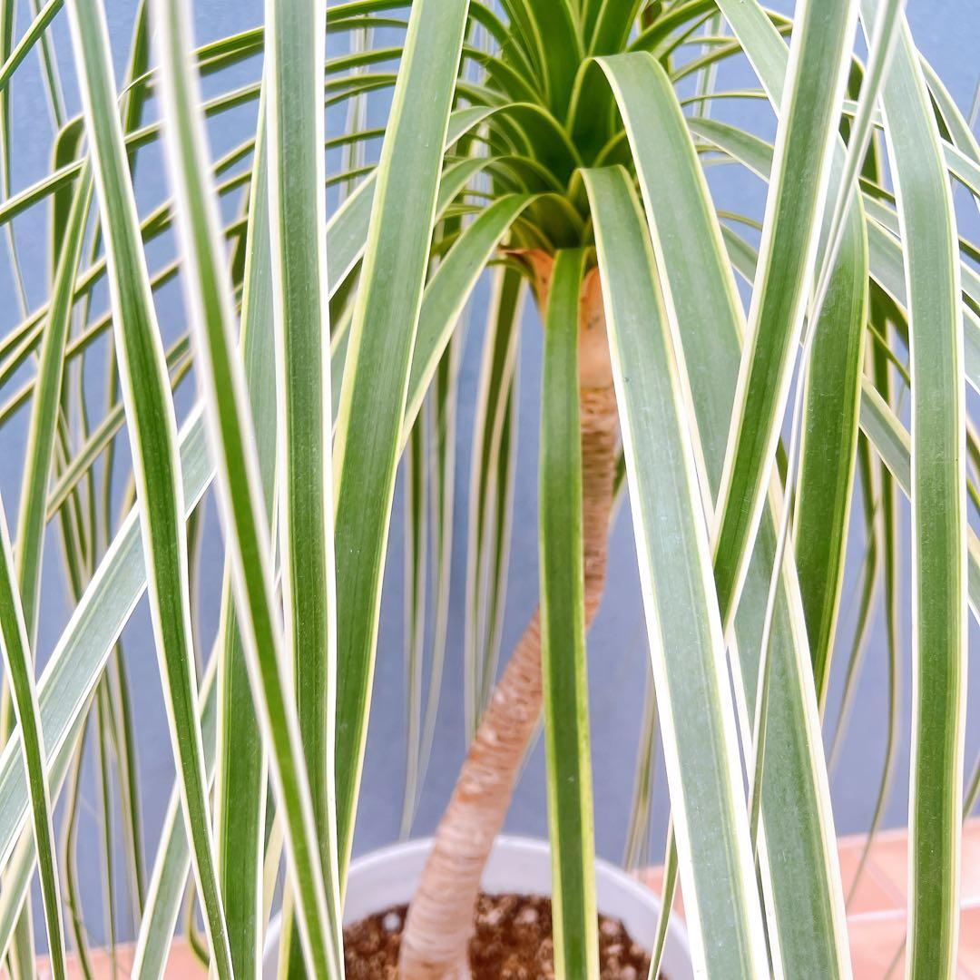 現品　トックリラン　ノリナ　斑入り　26番　トックリラン斑入り　観葉植物