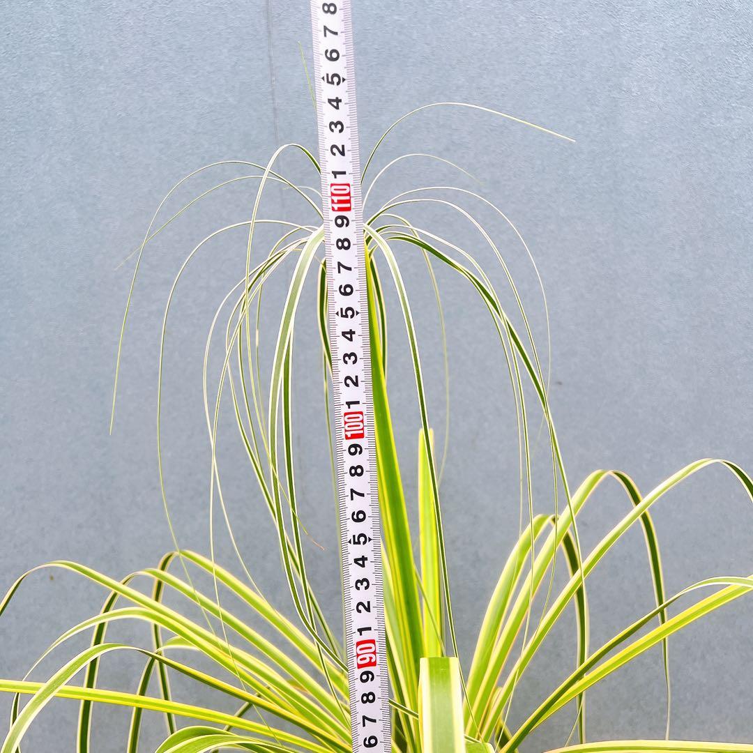 現品　トックリラン　ノリナ　斑入り　26番　トックリラン斑入り　観葉植物