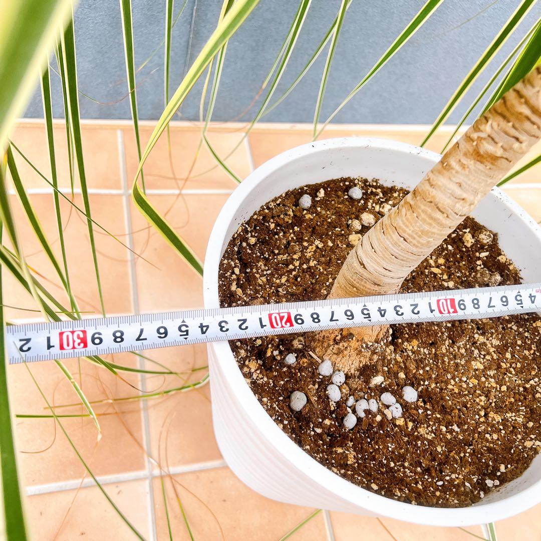 現品　トックリラン　ノリナ　斑入り　26番　トックリラン斑入り　観葉植物