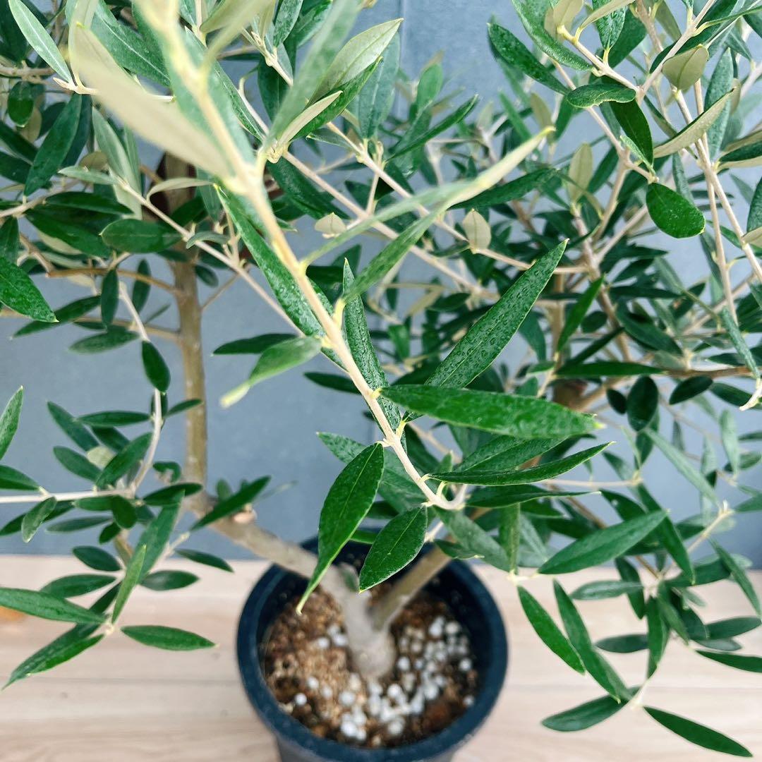 ［現品］37番　創樹　オリーブ　ピクアル　7号　大型　屋外　オリーブの木　人気