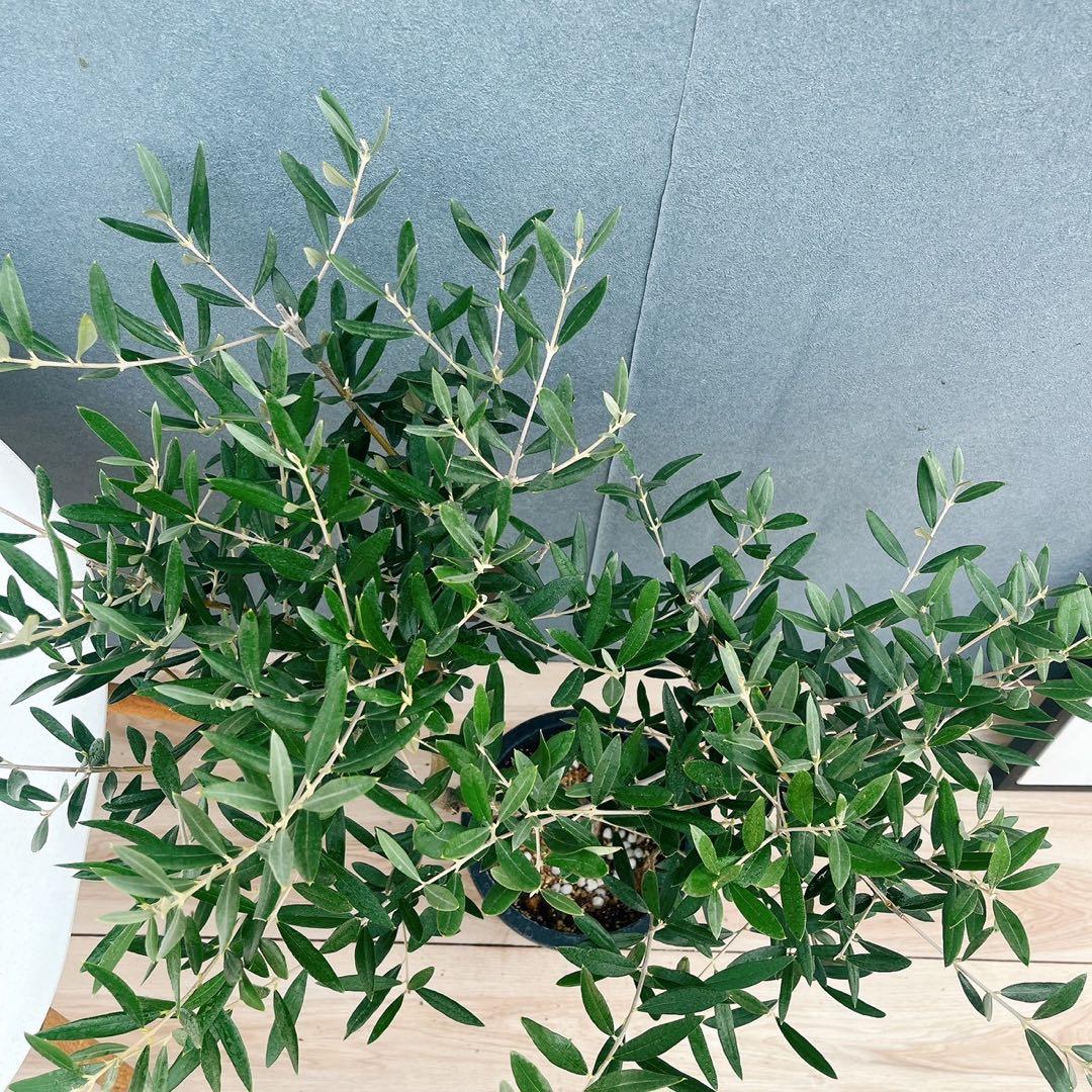 ［現品］37番　創樹　オリーブ　ピクアル　7号　大型　屋外　オリーブの木　人気