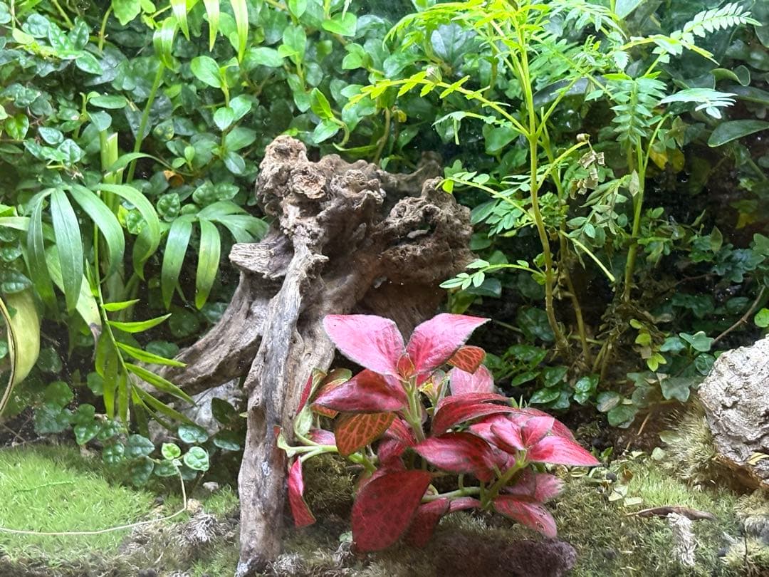 テラリウム空間（イモリ等の両生類の飼育可）