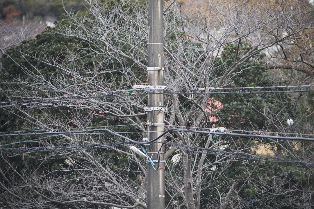 レンズ(単焦点) Pentax Takumar 200mm f/3.5 #7856