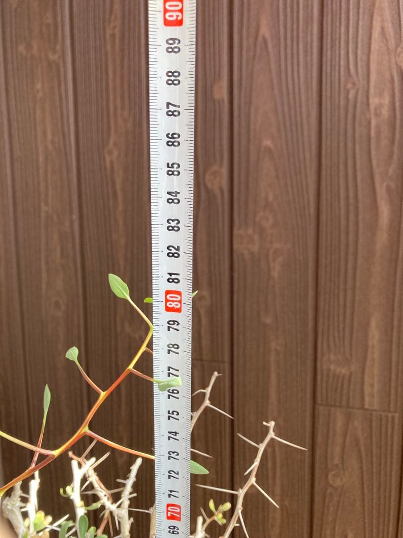 大型株 菊鉢８号 フォークイエリア コルムナリス 観峰玉 現地球