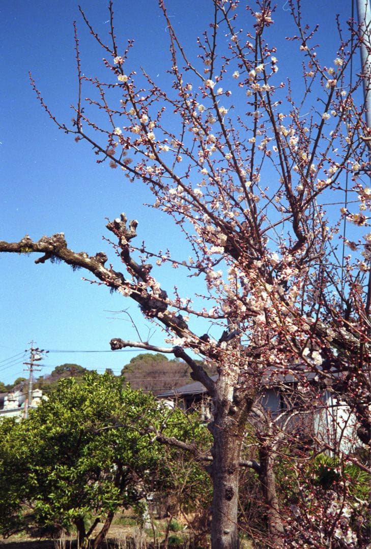 Olympus 35 RC 整備、テスト撮影済　176367