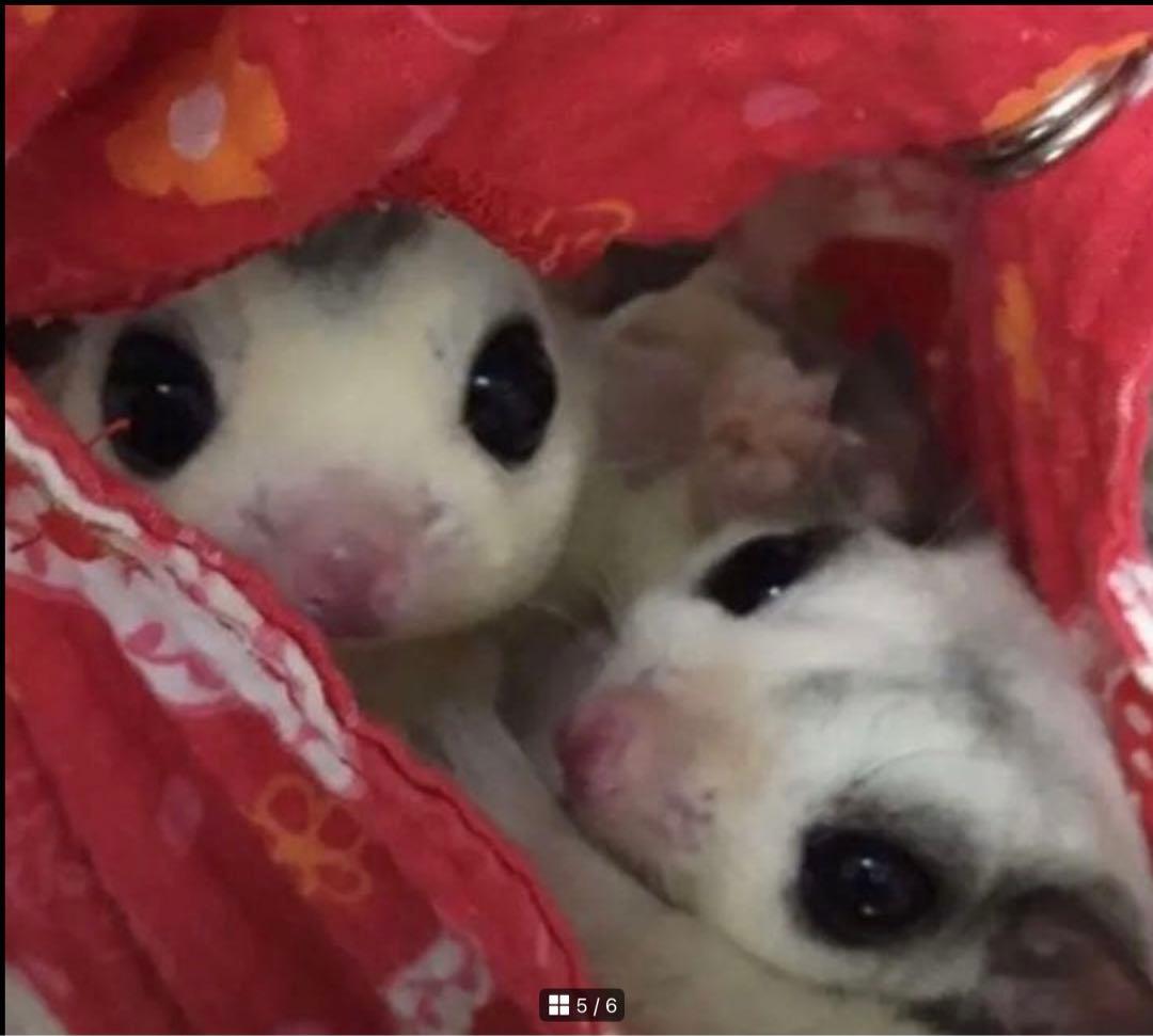 袋モモンガ用ハンモック（冬仕様・ボア）「見本用」