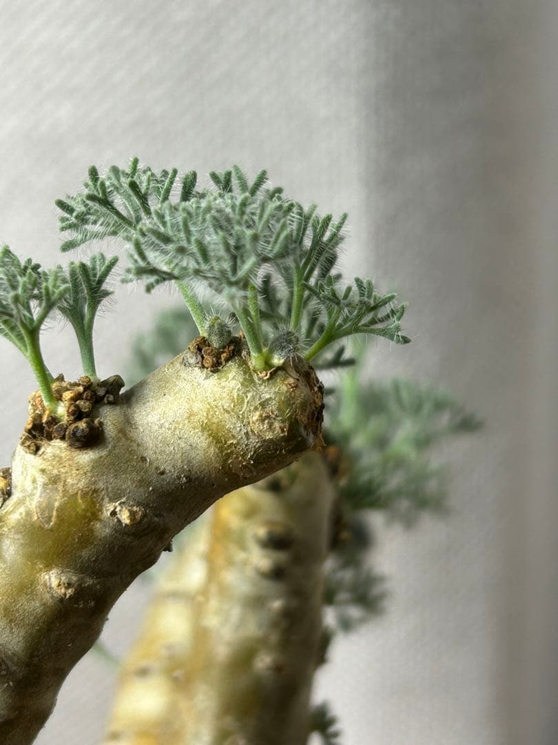 良型発根2サルコカウロン ムルチフィズム モンソニア ムルチフィダペラルゴニウム