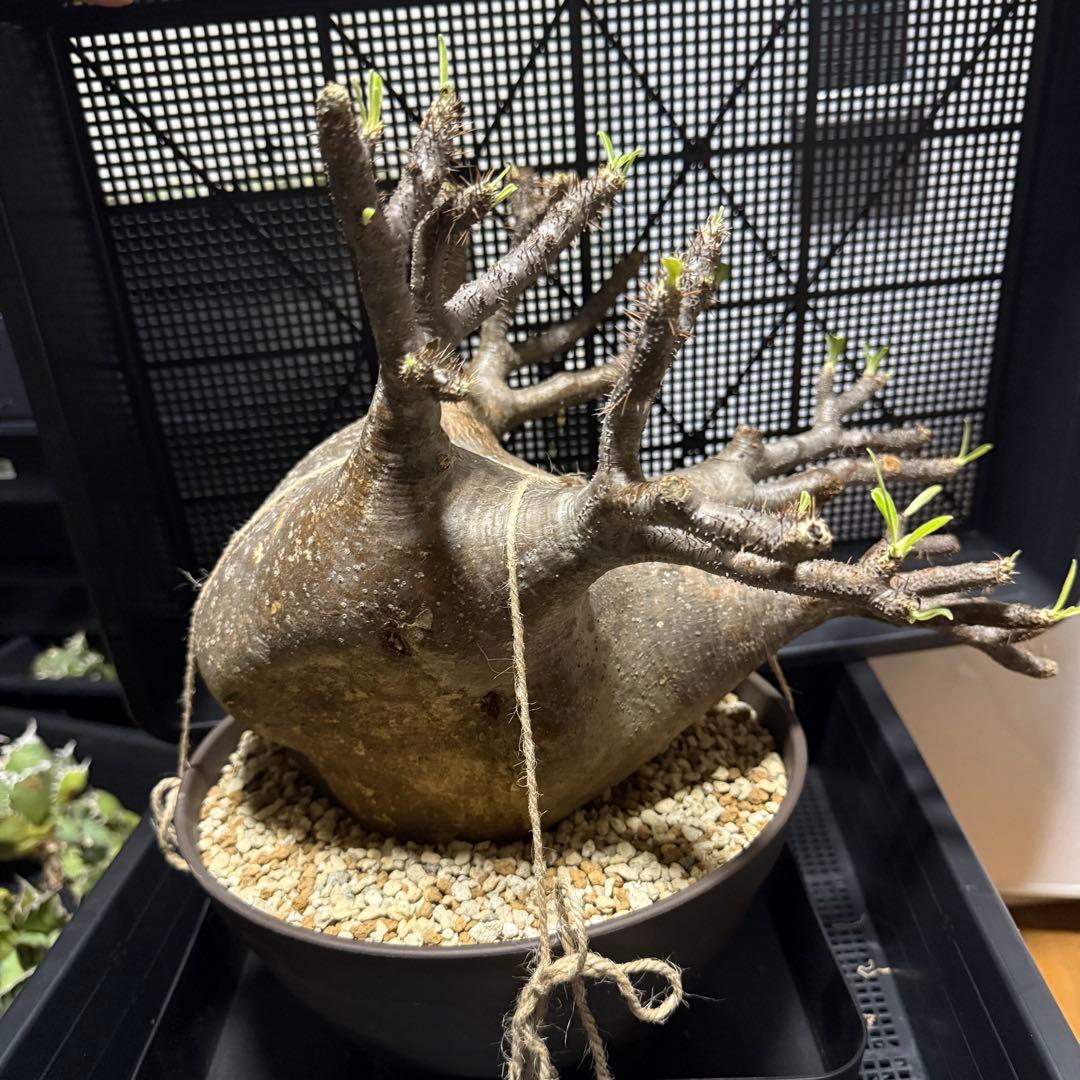 パキポディウム グラキリス 大株 塊根植物