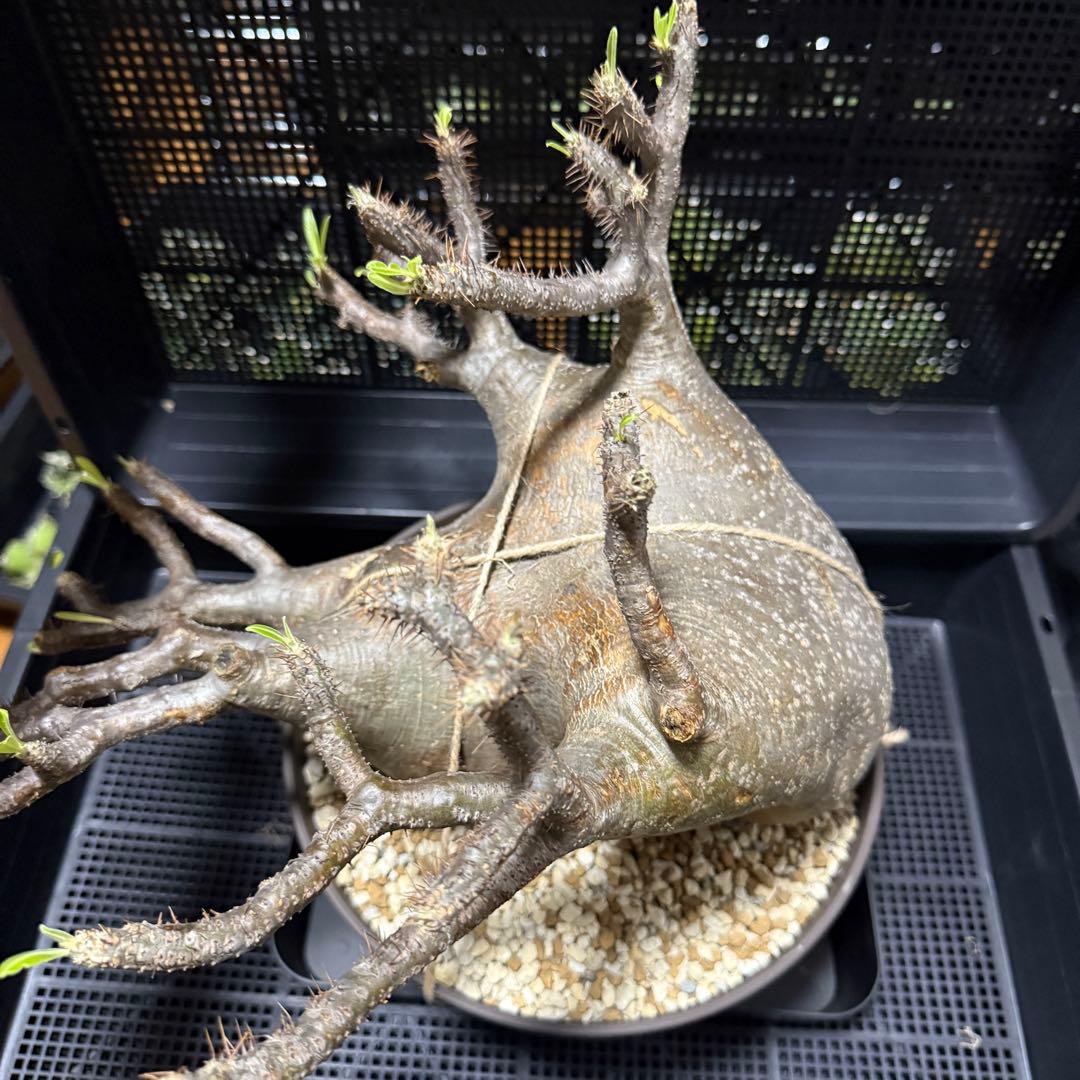 パキポディウム グラキリス 大株 塊根植物