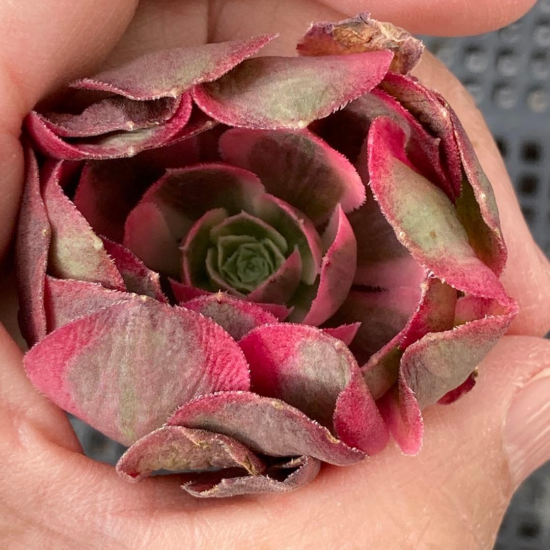 アエオニウム　韓国苗　フラワーダンス　多肉植物　ポコ多肉