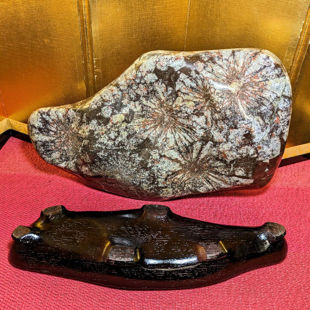 【Gojyo】菊花石 岐阜県根尾谷産5.2㌔ 鑑賞石 観賞石 水石 盆石