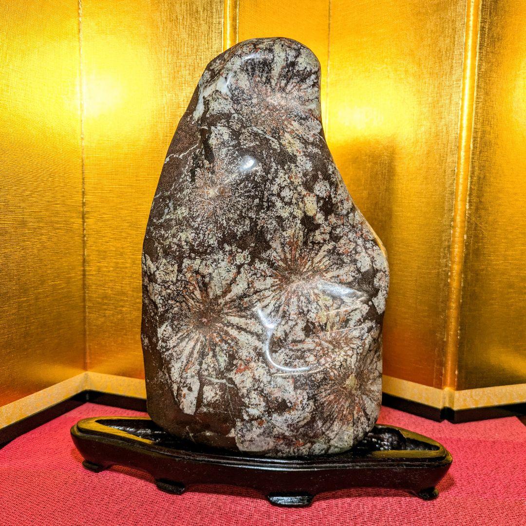 【Gojyo】菊花石 岐阜県根尾谷産5.2㌔ 鑑賞石 観賞石 水石 盆石