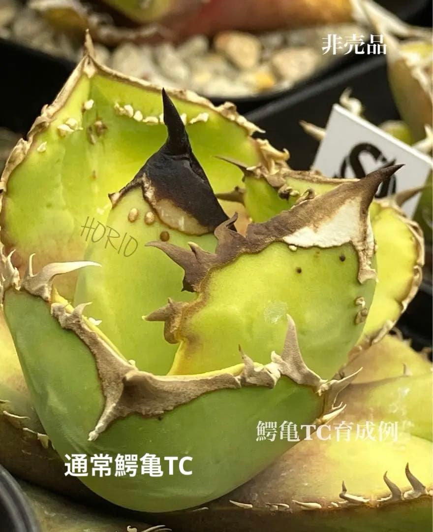 nk　リクエスト出品　鰐亀錦　BB錦　TC 匿名配送