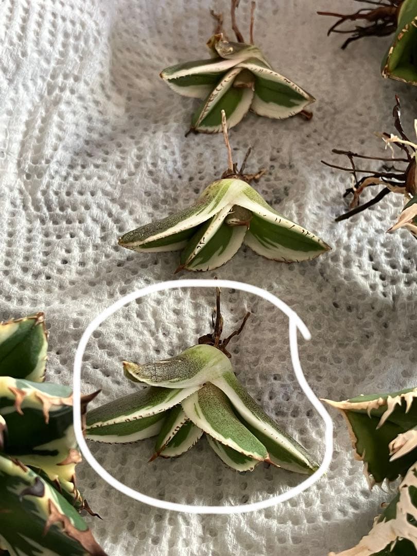 nk　リクエスト出品　鰐亀錦　BB錦　TC 匿名配送