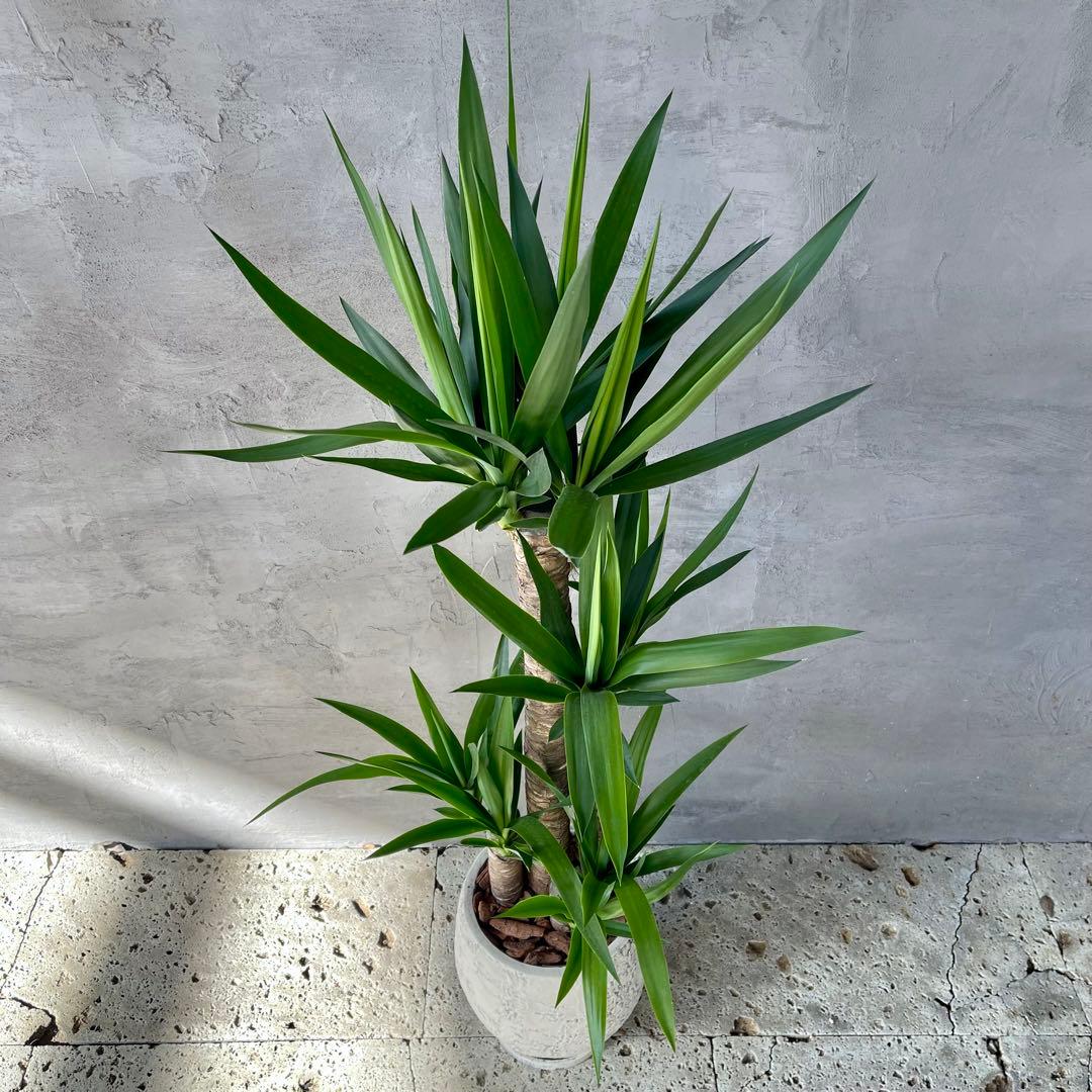 大型　ユッカ　エレファンティペス　青年の木　8号アンティーク陶器鉢　植え込み発送