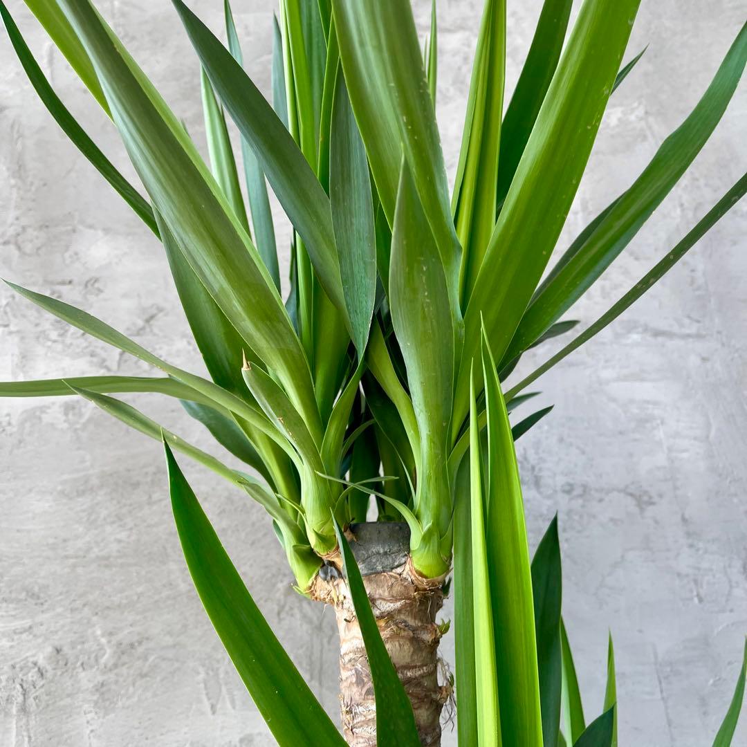 大型　ユッカ　エレファンティペス　青年の木　8号アンティーク陶器鉢　植え込み発送