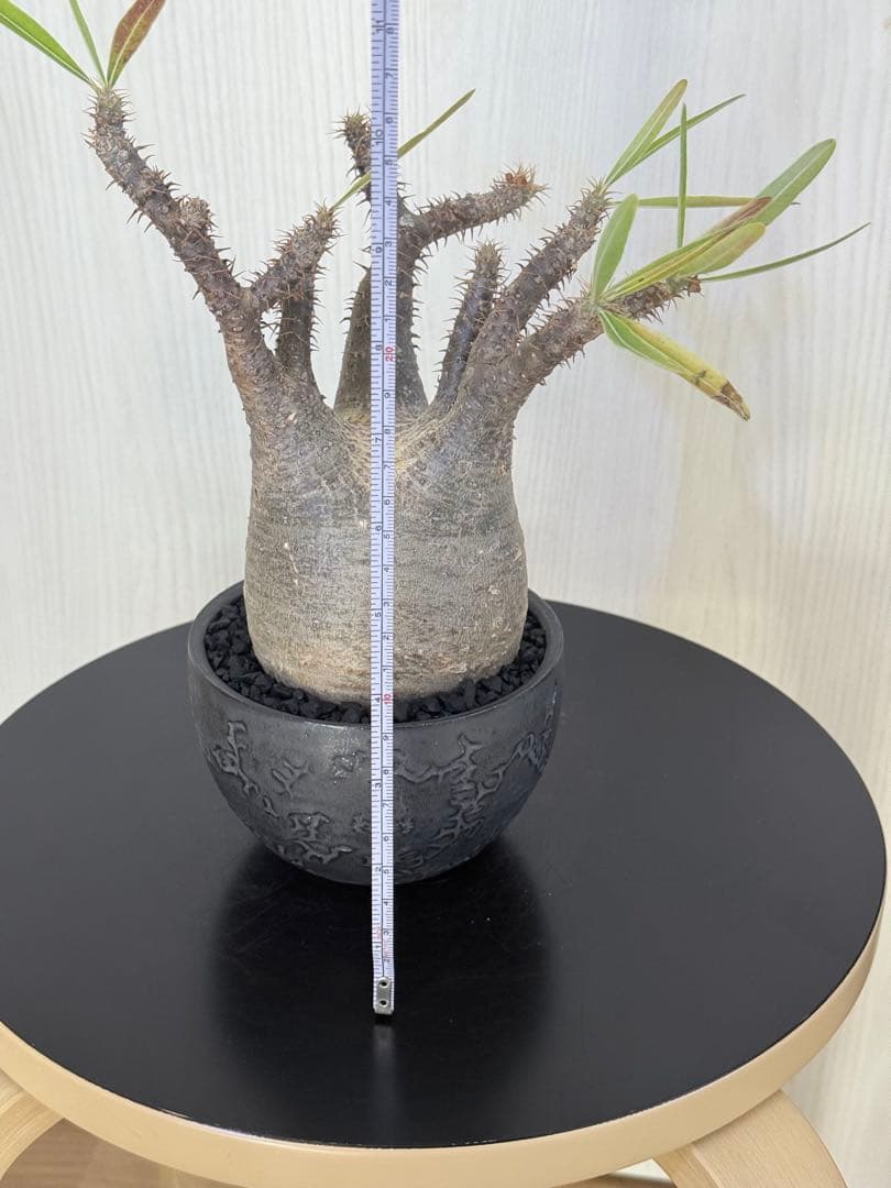 けーパキポディウムグラキリス 現地球