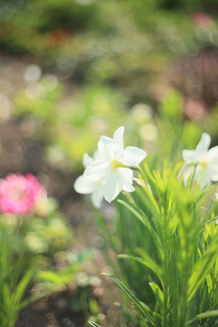 《希少》carenar 55mm F1.8（M42）PETRI製OEM【良品】