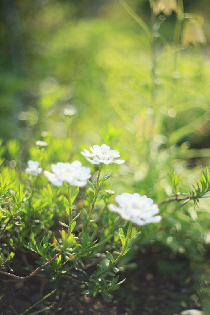 《希少》carenar 55mm F1.8（M42）PETRI製OEM【良品】