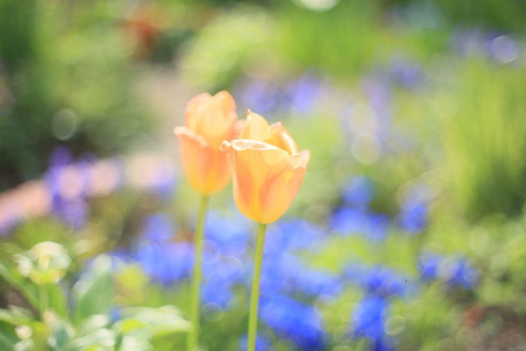 《希少》carenar 55mm F1.8（M42）PETRI製OEM【良品】