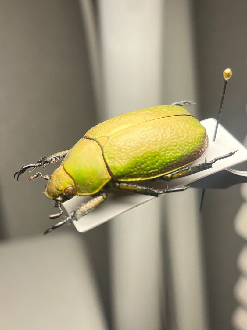 【33mm】ボウカルディプラチナコガネ Chrysina逆光で赤！昆虫標本