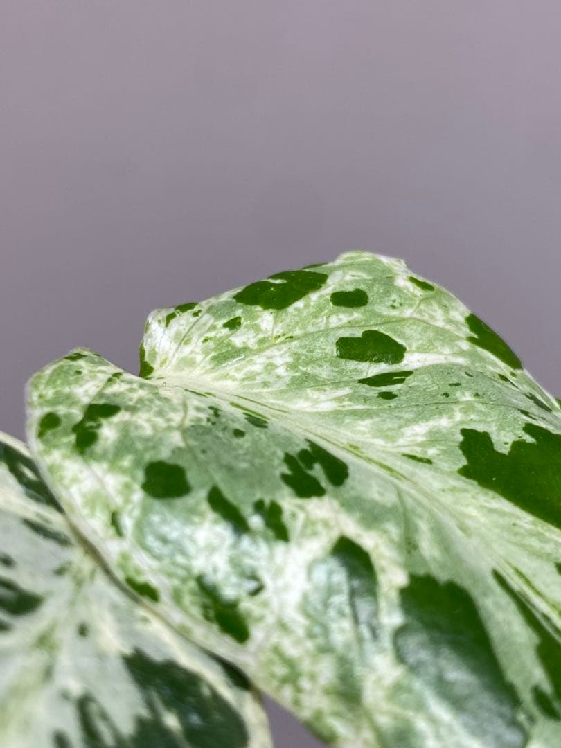 b【美株‼️】モンステラ　デリシオーサ　バルバソー　フシギダネ/ベトシオーサ　希少