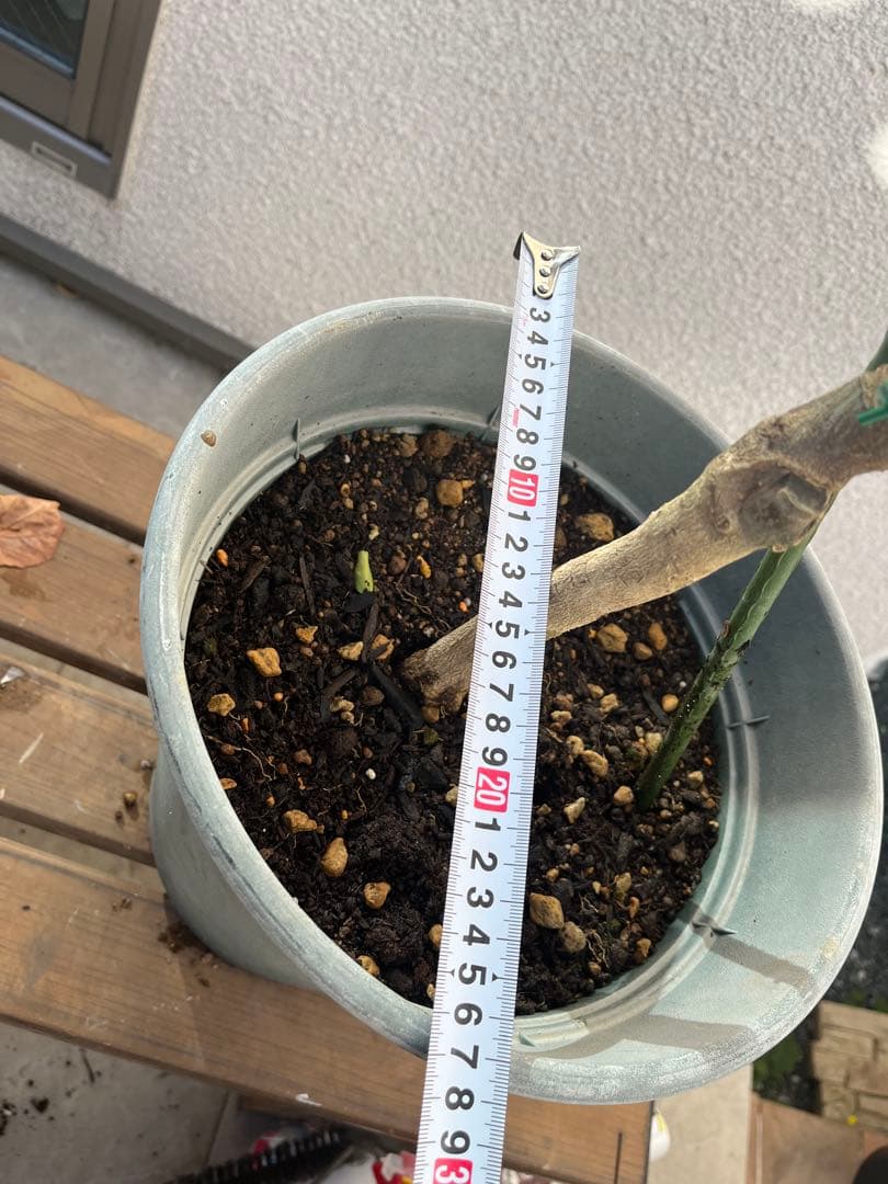 みかん苗　沖縄　タルガヨー　高さ約100cm 実は落ちてしまいました。