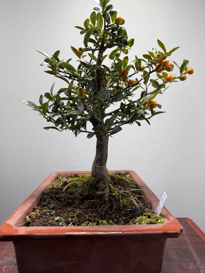 【ガチ盆栽】金豆　キンズ　太幹