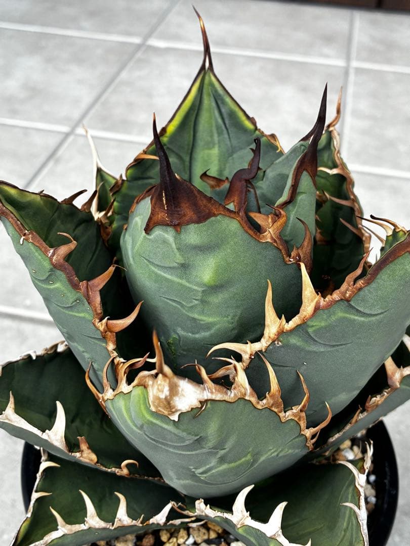 AGAVE TITANOTA GODZILLA ゴジラ OC株