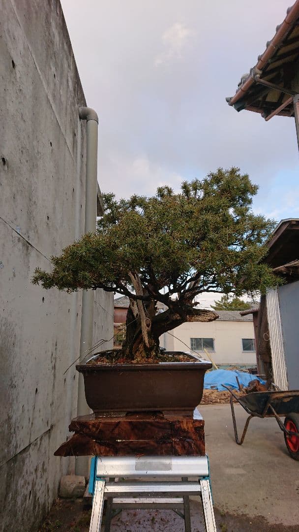 杜松(50年以上)
