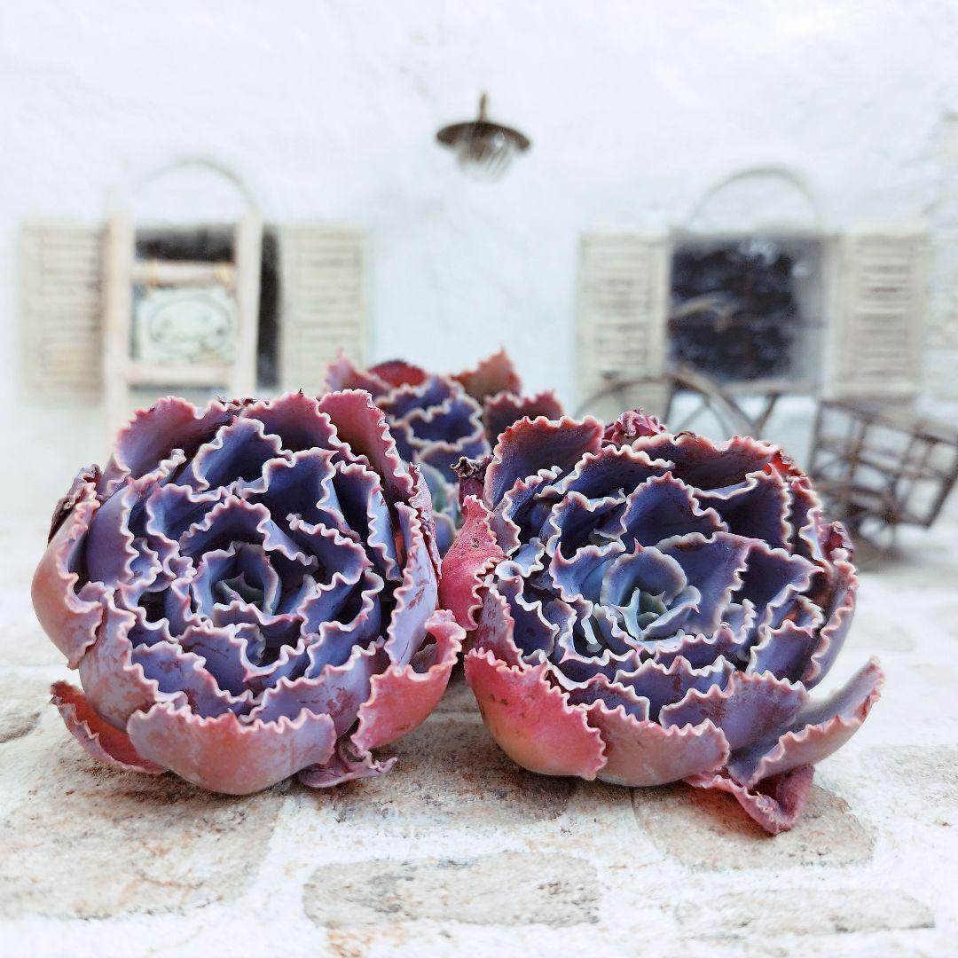 シャビアナトリュフ◎多肉植物 カット苗 輸入苗 エケベリア等