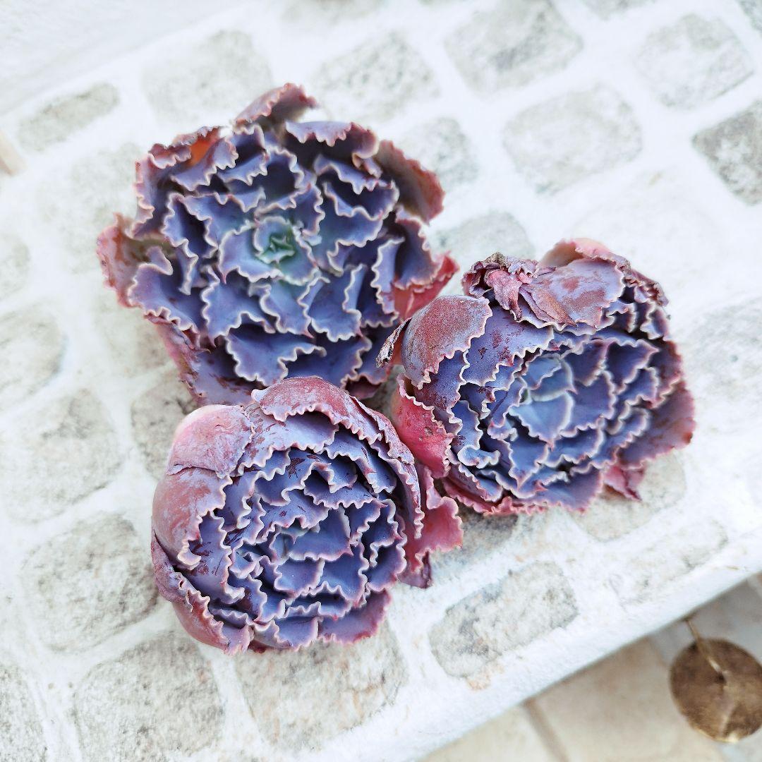 シャビアナトリュフ◎多肉植物 カット苗 輸入苗 エケベリア等