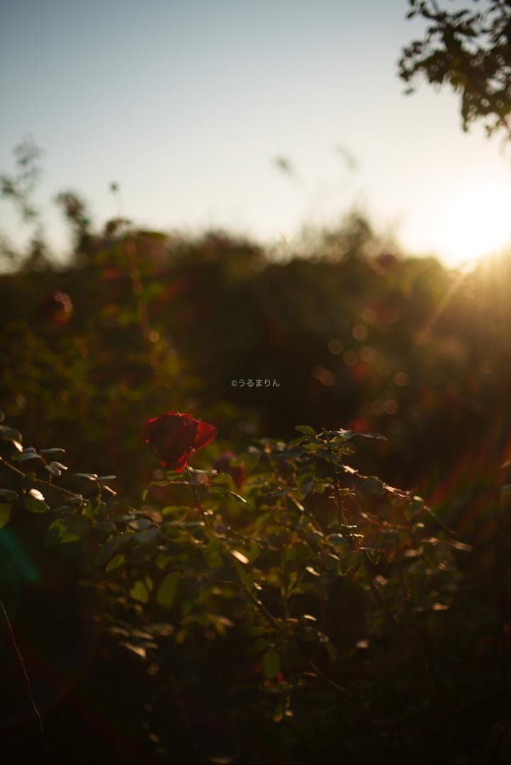 弩級の広角F1.4！Distagon 35mm F1.4 AEG