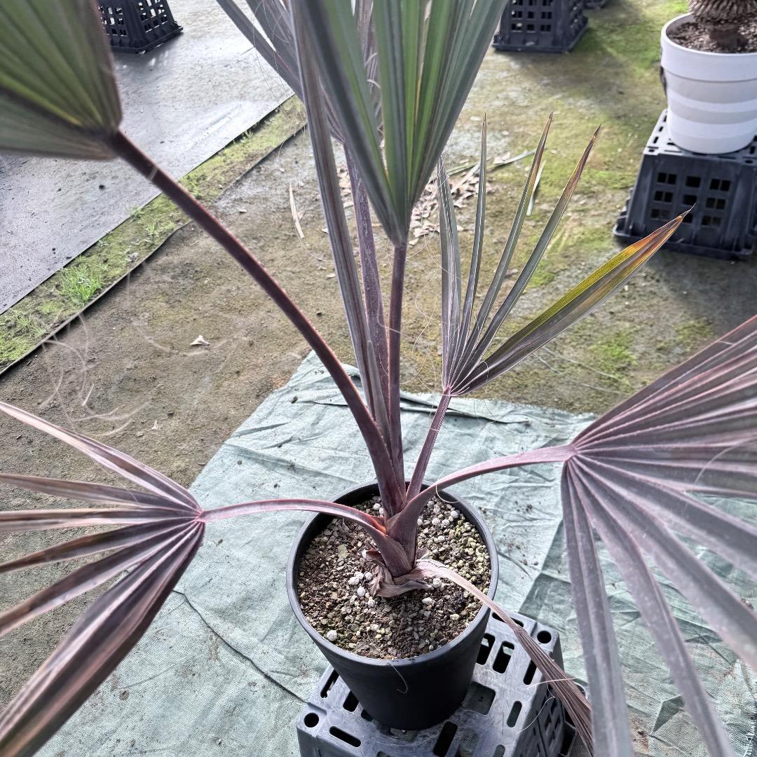 【AL1140】ビスマルキア　ノビリス　シルバー