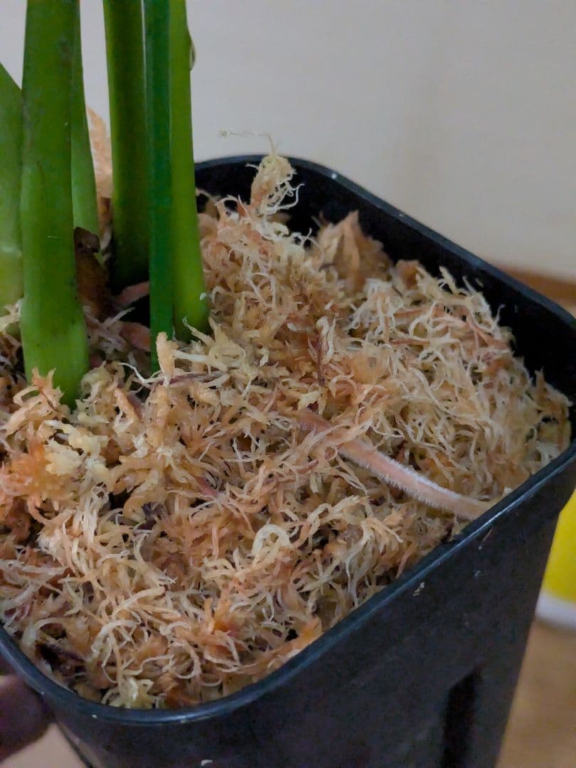 Philodendron furcatum フィロデンドロン　レア品種