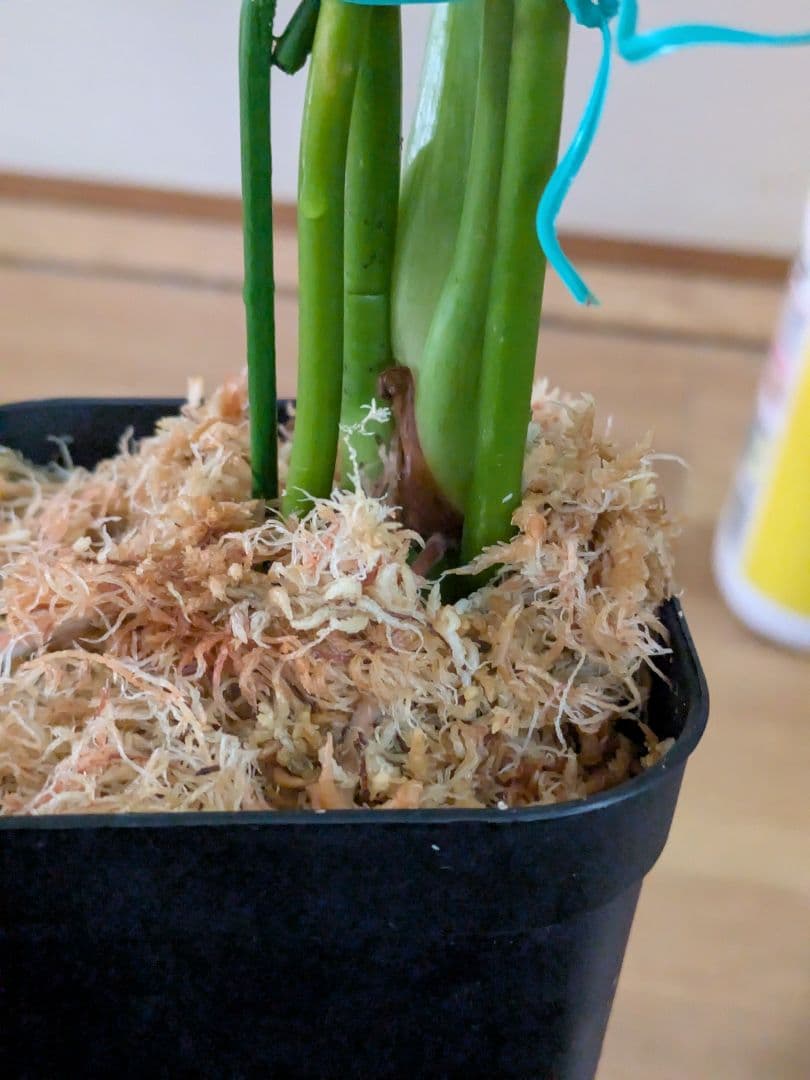 Philodendron furcatum フィロデンドロン　レア品種