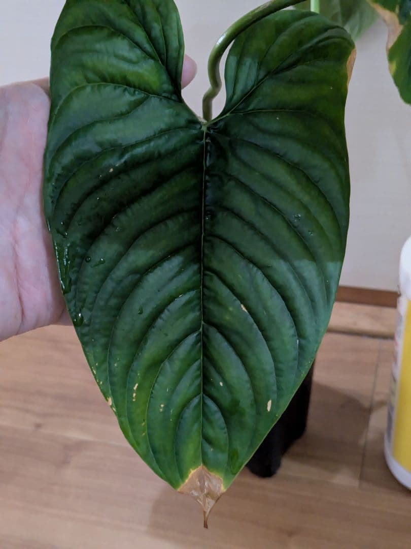 Philodendron furcatum フィロデンドロン　レア品種