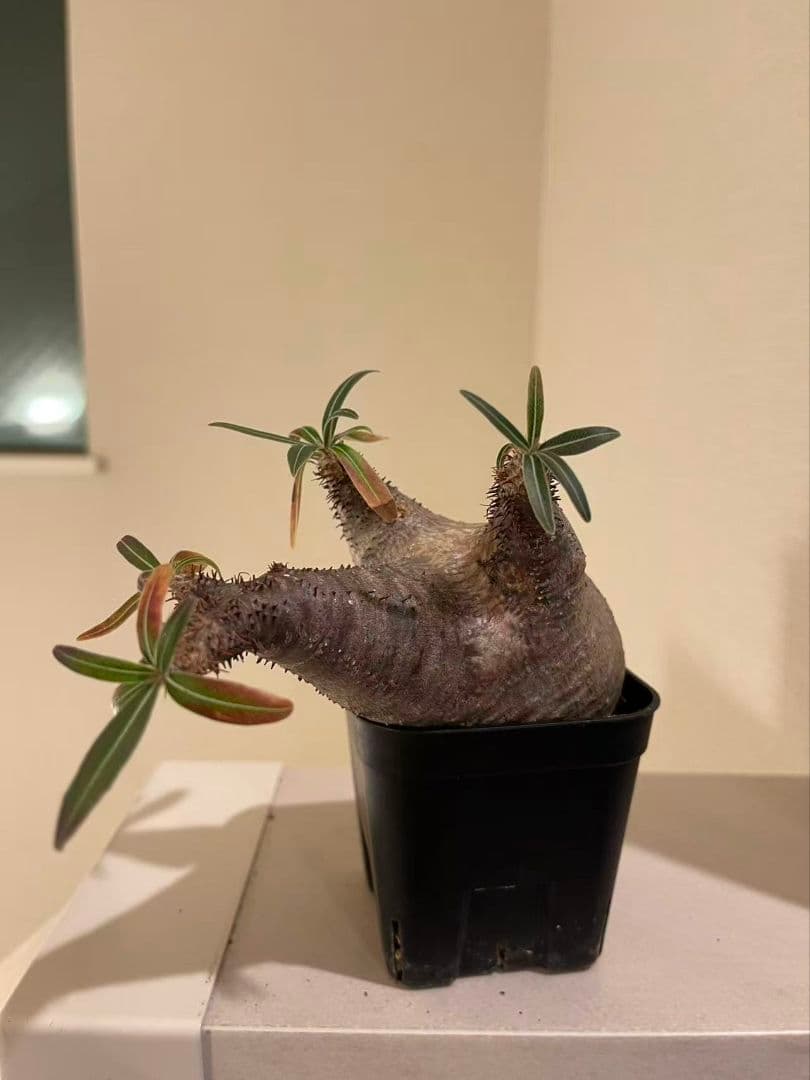 パキポディウム　グラキリス　現地株　発根済み　発根管理してから半年間