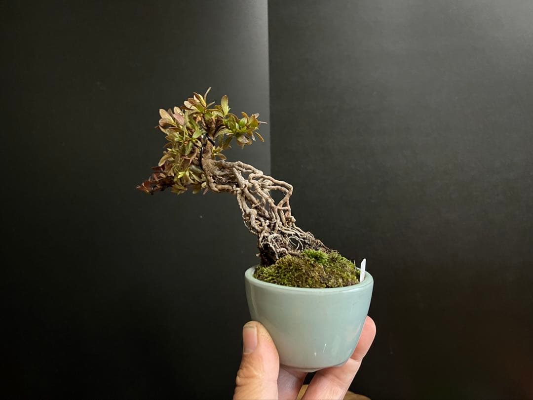 皐月盆栽　彩　根上がり　小品盆栽　根芸　花芽あり　(検索用　サツキ、花物)