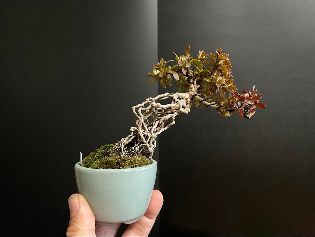 皐月盆栽　彩　根上がり　小品盆栽　根芸　花芽あり　(検索用　サツキ、花物)