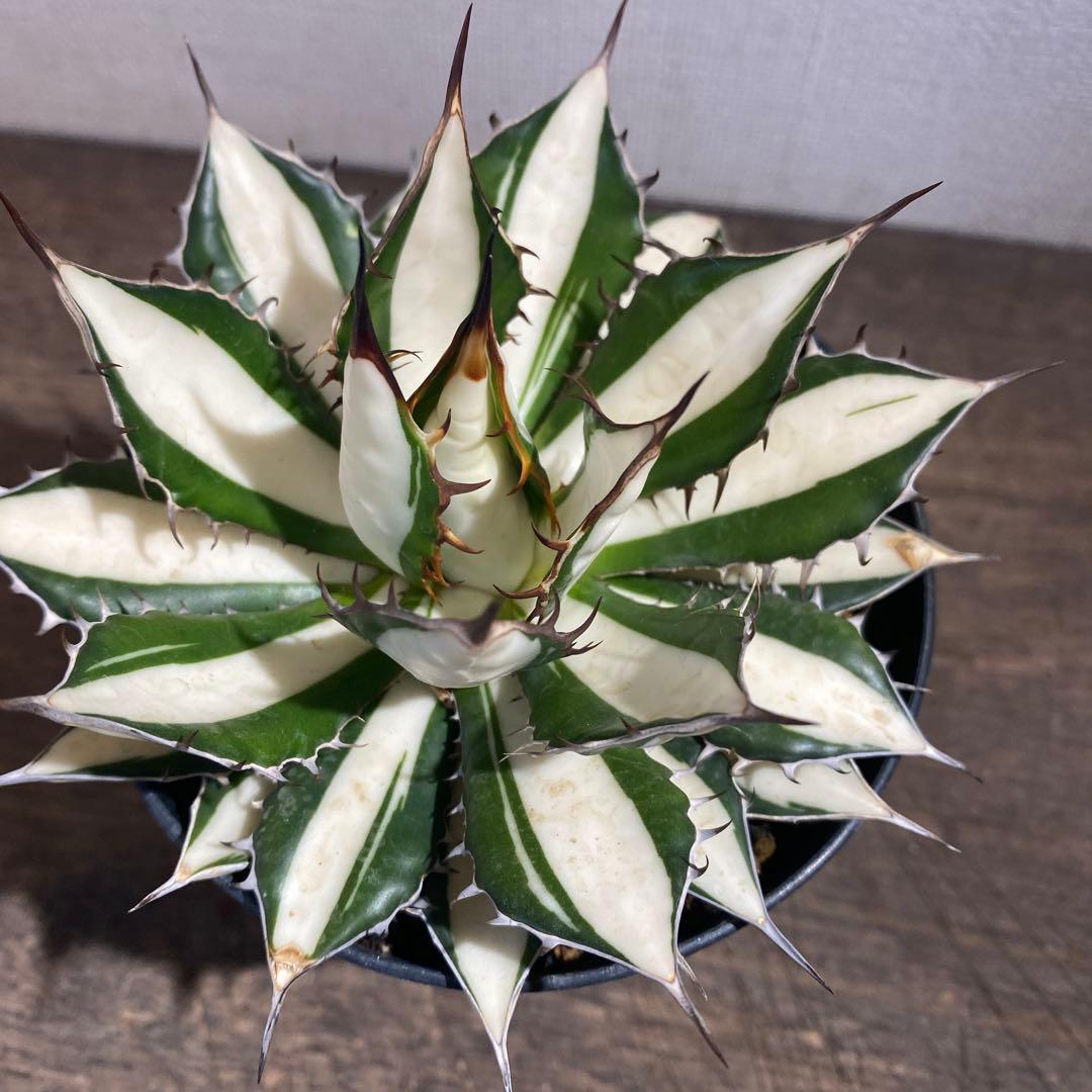 アガベ　ホリダ白中斑入　極上2