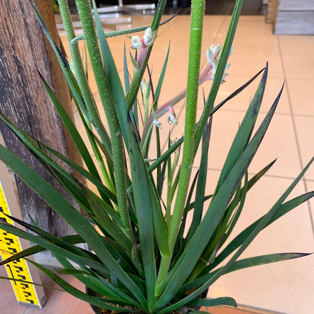 のこのこ　カンガルーポー3点