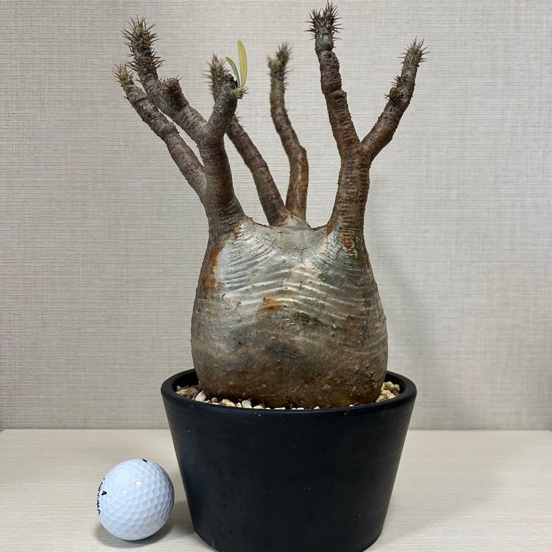 パキポディウム・グラキリス③　発根済み　現地球