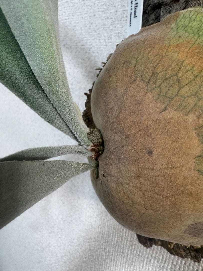 P. Lion Head ライオンヘッド　ビカクシダ　株分け　OC コルク