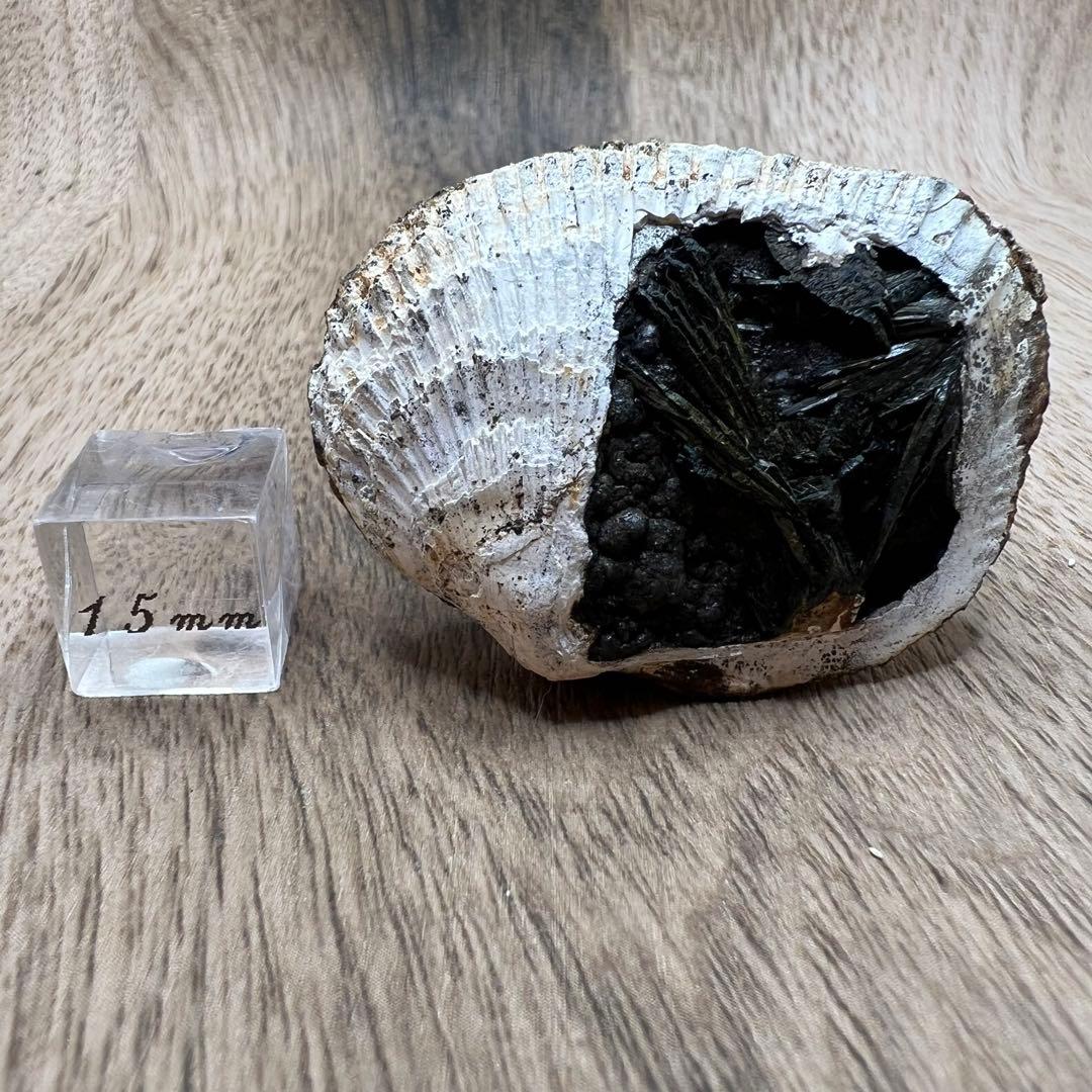 ビビアナイト 貝 鉱物 標本 原石